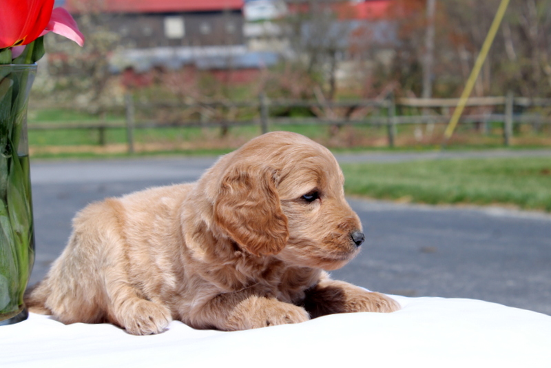 puppy, for, sale, Mini Goldendoodle F2, Matthew B. Stoltzfus, dog, breeder, Gap, PA, dog-breeder, puppy-for-sale, forsale, nearby, find, puppyfind, locator, puppylocator, aca